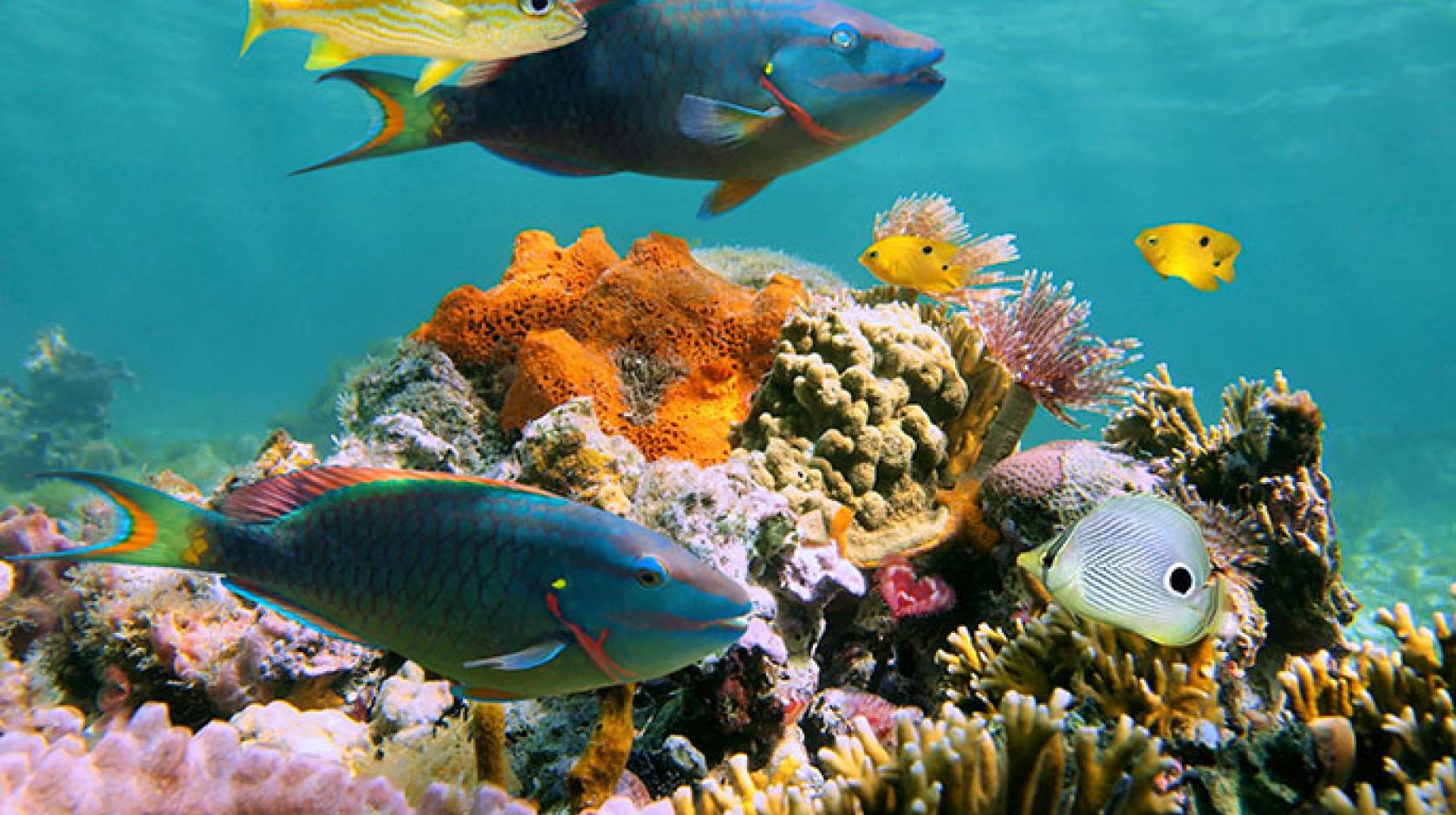 lots of fishes in the ocean. (image ref: https://www.universityofcalifornia.edu/news/exit-dinosaurs-enter-fishes) 